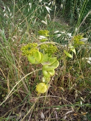 Smyrnium perfoliatum rotundifolium