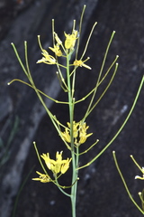Sisymbrium linifolium