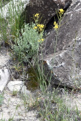 Sisymbrium linifolium