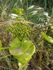 Smyrnium perfoliatum rotundifolium