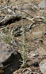 Boechera retrofracta