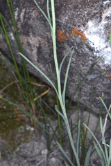 Sisymbrium linifolium