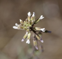 Boechera retrofracta