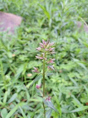 Image of Wild Sweetwilliam (Phlox maculata) by (c) Bob Schwartz, some rights reserved (CC BY)
