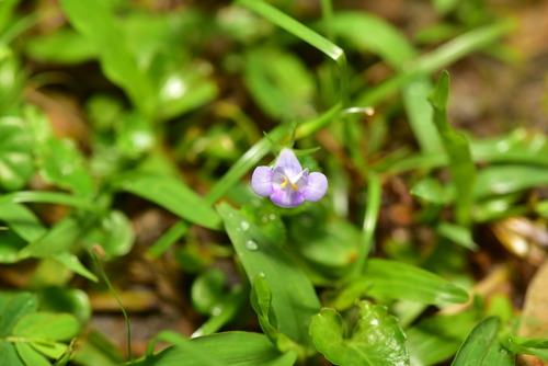 Bonnaya ruelloides