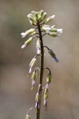 Boechera retrofracta