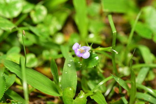 Bonnaya ruelloides, photograph 1