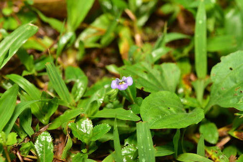 Bonnaya ruelloides, photograph 3