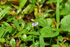 Bonnaya ruelloides, photograph Yung-Lun Lin, CC BY, iNaturalist via GBIF