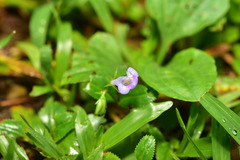 Bonnaya ruelloides, photograph Yung-Lun Lin, CC BY, iNaturalist via GBIF