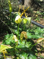 Arum creticum