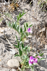 Lathyrus eucosmus