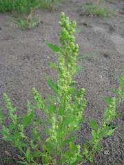 Chenopodium acerifolium