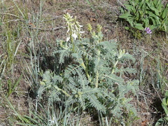 Astragalus drummondii