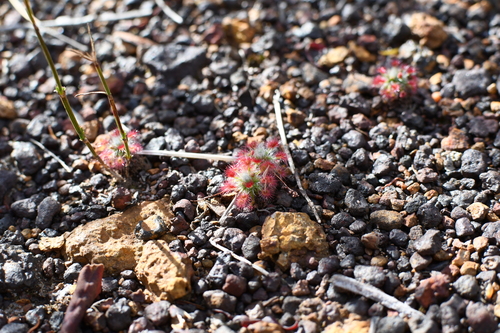 Drosera paleacea