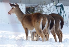 Odocoileus virginianus borealis