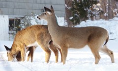 Odocoileus virginianus borealis