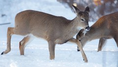 Odocoileus virginianus borealis