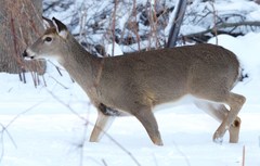 Odocoileus virginianus borealis