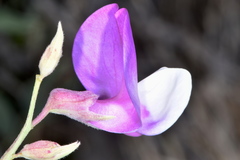 Lathyrus eucosmus