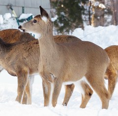 Odocoileus virginianus borealis