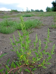 Chenopodium acerifolium