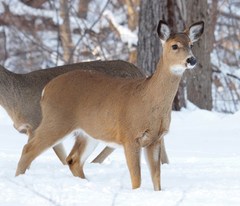 Odocoileus virginianus borealis