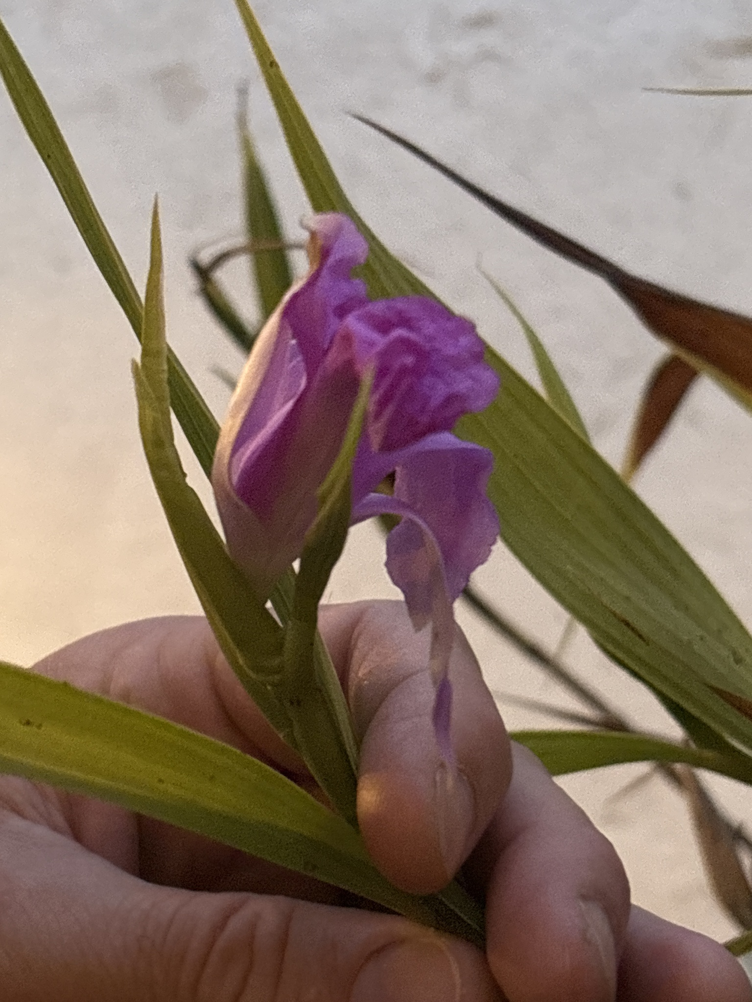 Imagem de Orquídea-da-serra