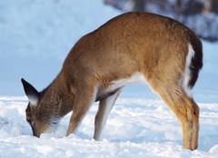 Odocoileus virginianus borealis
