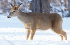Odocoileus virginianus borealis