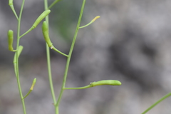 Sobolewskia truncata