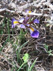 Iris unguicularis cretensis