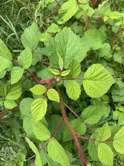 Rubus phoenicolasius