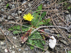 Taraxacum aleppicum