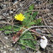 Taraxacum aleppicum - Photo (c) Ronald Flipphi,  זכויות יוצרים חלקיות (CC BY-SA), הועלה על ידי Ronald Flipphi
