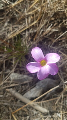 Oxalis polyphylla pentaphylla