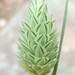 Canary Grass - Photo (c) Rob Curtis, some rights reserved (CC BY-NC-SA), uploaded by Rob Curtis
