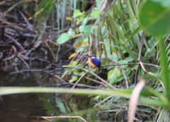 Corythornis vintsioides
