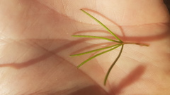 Oxalis polyphylla pentaphylla