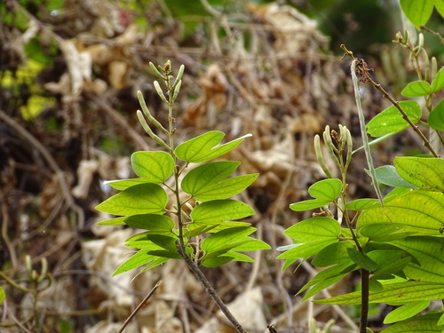 Image of Bauhinia ungulata by (c) Alexis López Hernández, some rights reserved (CC BY)