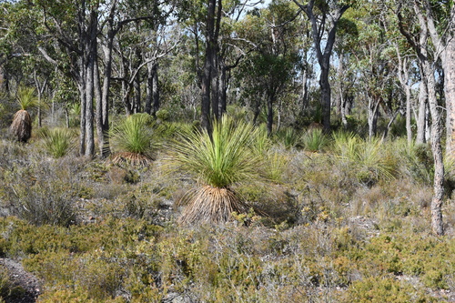 Image of Xanthorrhoea platyphylla by (c) Em Lamond, some rights reserved (CC BY)
