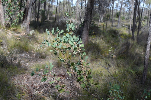 Image of Hakea undulata by (c) Em Lamond, some rights reserved (CC BY)