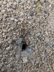 Lasius neoniger