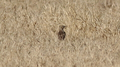 Anthus spragueii