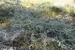 Melaleuca violacea