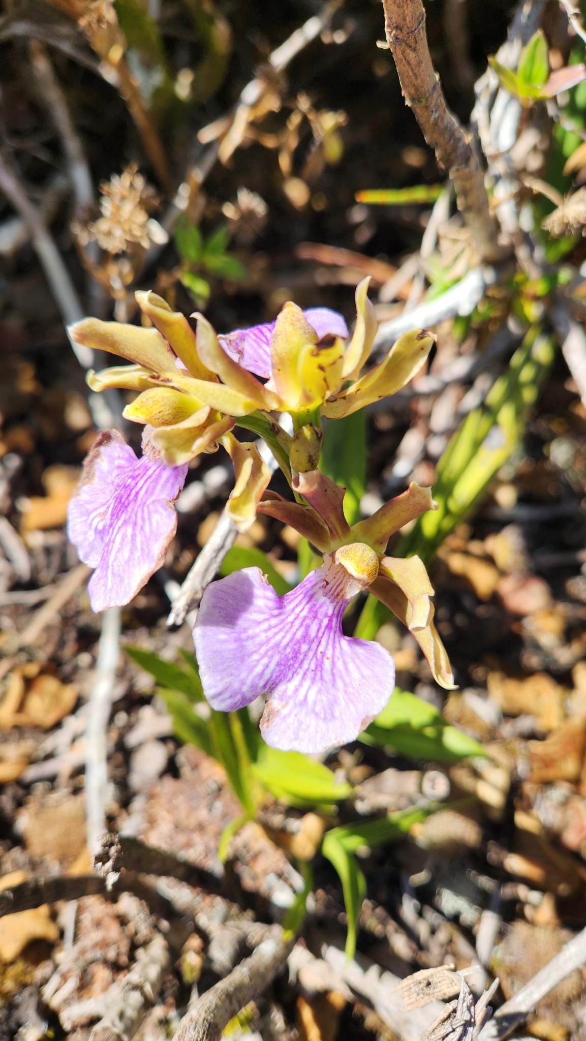 Imagem de Orquídea