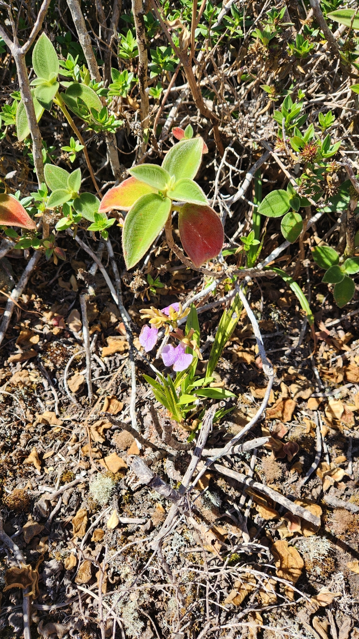 Imagem de Orquídea