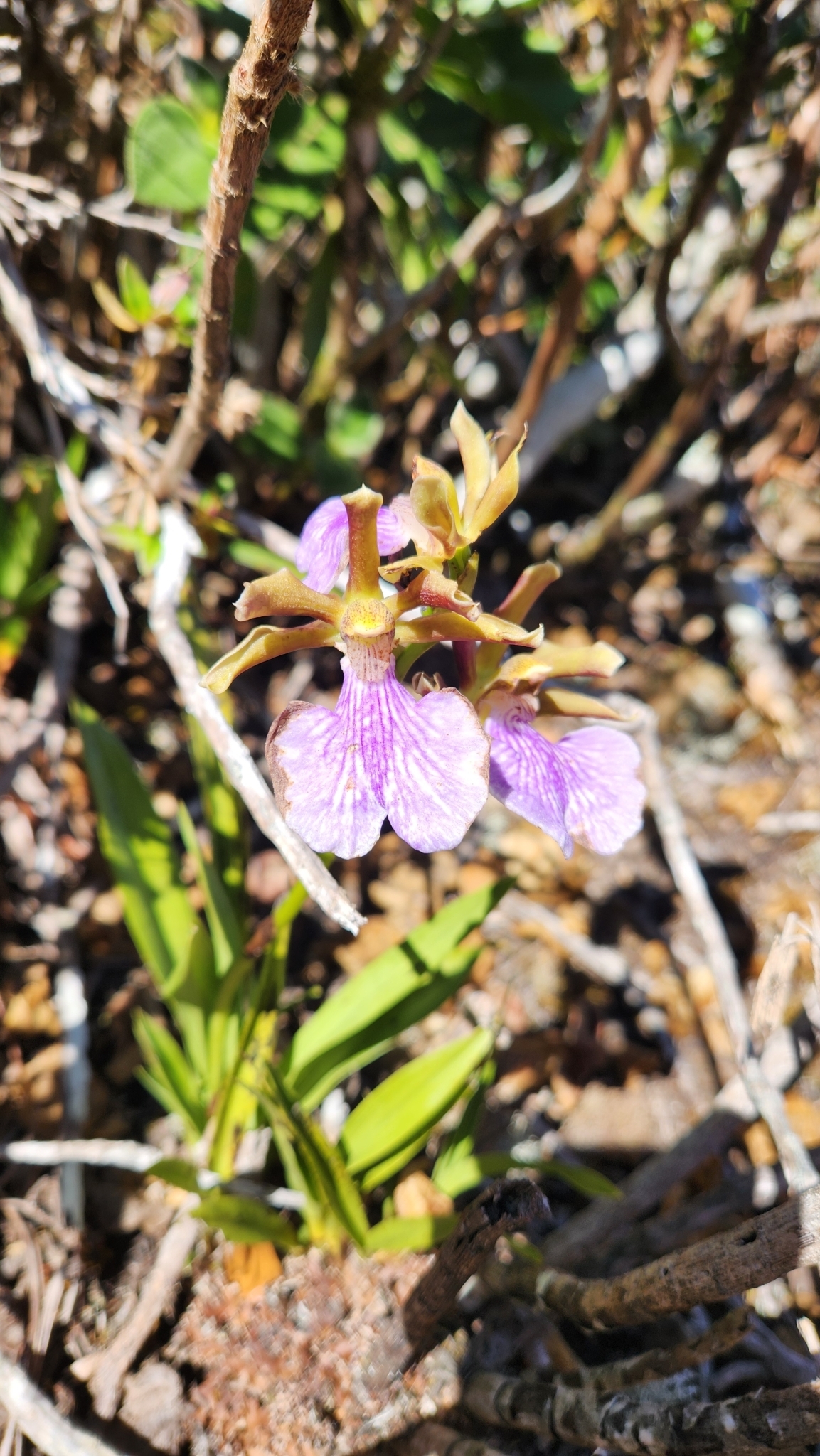 Imagem de Orquídea