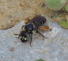 Calliopsis andreniformis