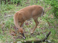 Odocoileus virginianus borealis